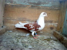 DSC00954