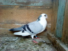 DSC00955
