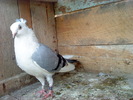DSC00957