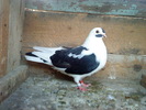 DSC00959