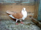 DSC00962