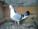 DSC00968