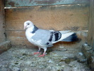 DSC00970