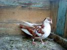 DSC00971