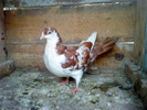 DSC00972