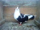 DSC00974