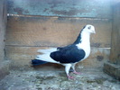 DSC00994