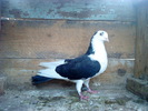 DSC00995