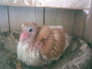 13902222_NPSCESBHE