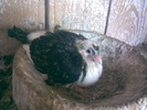 13902269_DHEBCEHQX