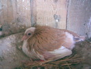 13902272_GFAZSQRVE