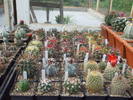 DSCF5580