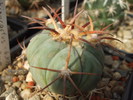 DSCF5605
