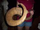 850_1100€Big Horns Ram