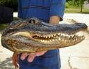 Cap de crocodil ( CC_175 )400€