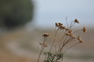 Dunavat 25 09 2010 055