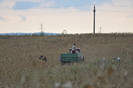 Dunavat 25 09 2010 095