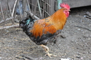 Dunavat 25 09 2010 116