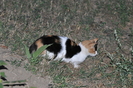 Dunavat 25 09 2010 129