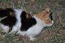 Dunavat 25 09 2010 130
