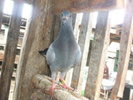 16516800_PHIJNVVWW