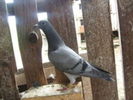 16516841_MYNAKCYTY