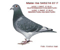 f-matei-ilie