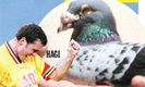 hagi-porumbei