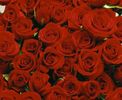 trandafiri_rosii