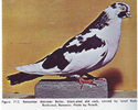 romanian-roller-pigeon