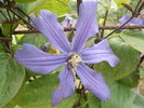 clematita