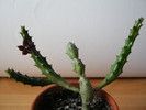 Huernia ubomboensis