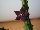 Huernia ubomboensis (2)