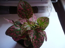 Fittonia