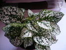 Fittonia