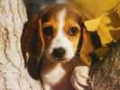 Beagle Wallpaper