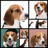 Beagle-Dog-Wallpapers-Pack
