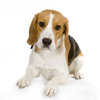 BEAGLE_avantzone_wallpaper03