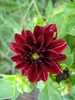 Dahlia Mignon (2010, June 30)