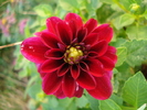 Dahlia Mignon (2010, September 23)
