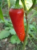 Rekord Pepper (2010, September 26)