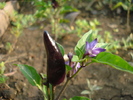 Black Chili Pepper (2010, August 08)