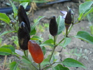 Black Chili Pepper (2010, August 24)