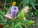 Purple Freesia (2010, July 02)