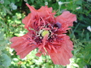 Red Poppy (2010, July 01)