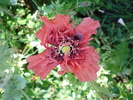 Red Poppy (2010, July 01)