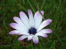 Daisy Ostica Lilac (2010, June 30)