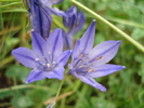 Triteleia laxa Queen Fabiola (2010, Jul.02)