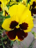 Swiss Giant Yellow Pansy (2010, Jun.28)