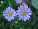 Swan River Daisy (2010, August 24)